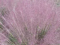Muhlenbergia capillaris Pink Muhly Grass