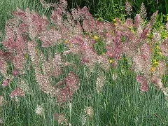 Pennisetum 'Phoenix Magenta' Grass