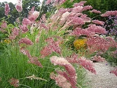 Pink paintbrush grass Melinis nerviglumis 'Savannah'