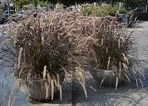 Huge Planters of Ornamental Grass