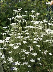 Agrostemma Ocean Pearl Annual