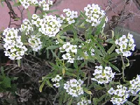 White Swee Alyssum Annual