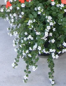 Scopia Great White Bacopa annual by Midwest Gardening