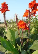 Canna Red