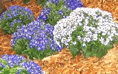 Cineraric Blue Annual