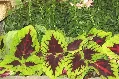 Coleus