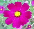 cosmos