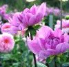 dahlia