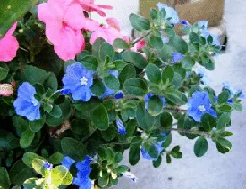 Evolvulus glomeratus Blue Daze by Midwest Gardener