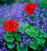 Geranium zonal lobelia