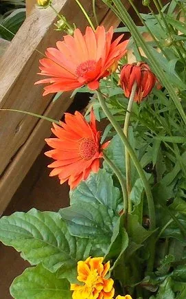 Gerbera Daisy by tog