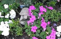 Annual Impatiens