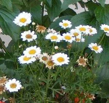 Madeira White Imp Argyranthemum annual by tog
