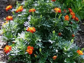 French Marigold by Midwest Gardening