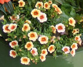 Calibrachoa annual by Midwest Gardening