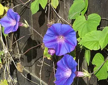 Morning Glory Annual