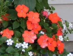 New Guinea Impatiens