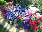 petunias