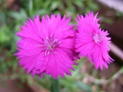 Dianthus China Pink Clavelina by Emilio Panizo