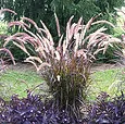 Purple Fountain Grass