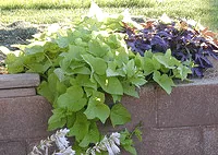 Sweet Potatoe Vines