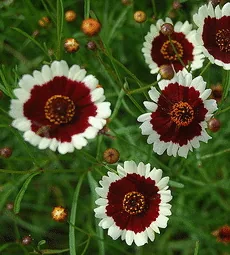 Coreopsis Jive annual by Sharon K