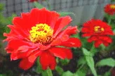 zinnia