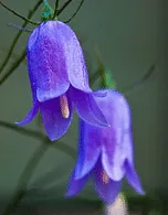 Adenophora by Su Neko
