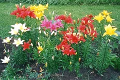 Asiatic Lily bed