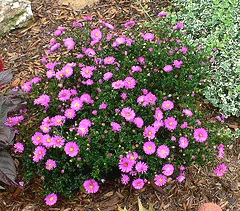 Aster novi belgii Alert