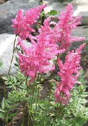Astilbe