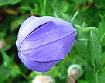 Balloon Flower
