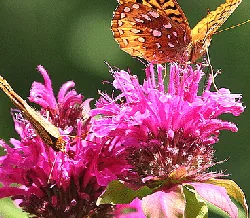 Bee Balm Butterfly