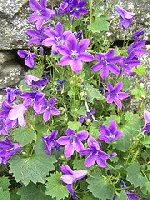 Campanula Latifolia