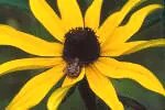 blackeyed susan