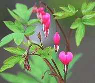 Bleeding Heart