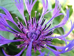 Centauria Montana