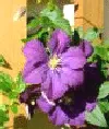 jackmani clematis