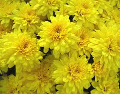 Hardy Garden Mums