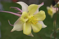 Aquilegia McKana