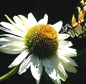 Echinacea Fragrant Angel