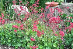 Coral Bells