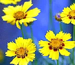 coreopsis