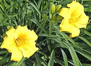 Stella d Oro