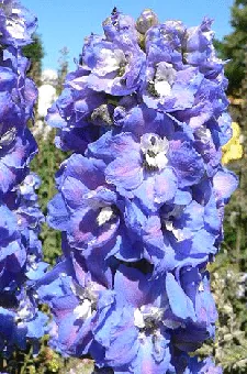 delphinium