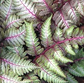 Japanese Painted Fern