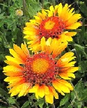 Gaillardia