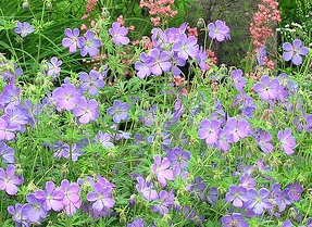 Johnson s Blue Crane s Bill