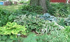 Hosta garden