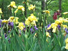 Iris garden